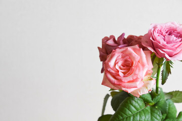 Fototapeta premium ピンク系の薔薇