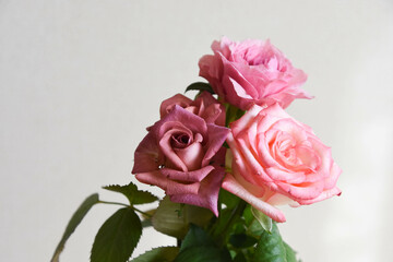 ブラウンとピンクのばら