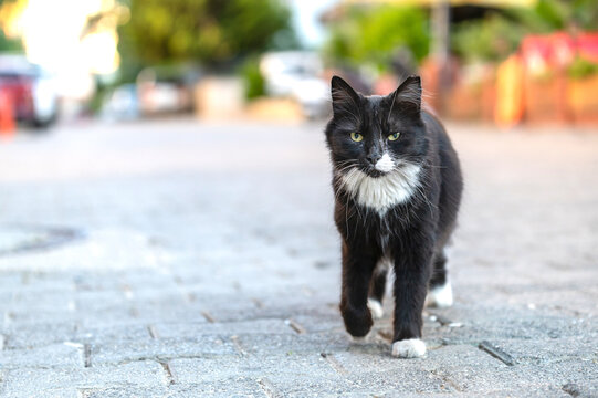 A black and white tuxedo cat strides confidently down a paved street, its gaze directly at the camera. The blurred background suggests an urban or suburban setting. tabby cat outdoors walking 