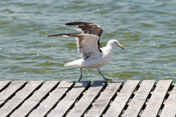 Marine Bird Seagull with open wings