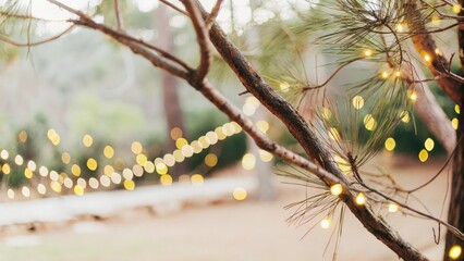 Close up of rain drops on a pine tree branch Blurred background Moody atmosphere of a rainy day. Creative Banner.