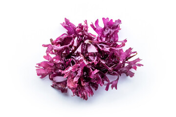 Irish sea moss, Chondrus crispus, edible seaweed, purple, isolated on a white background, a close-up