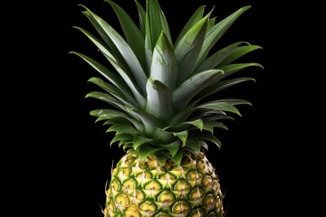 Fototapeta premium Green Pineapple Crown Isolated on White Background. Closeup of Fresh Pineapple Leaf and Tree Branch. Nature Plant Food Image