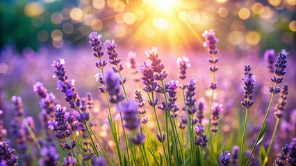 Obraz premium French Lavender Field, Blooming Purple Flowers, Soft Bokeh Garden Background