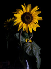 Close-up studio shot of a vibrant sunflower against a black background. 