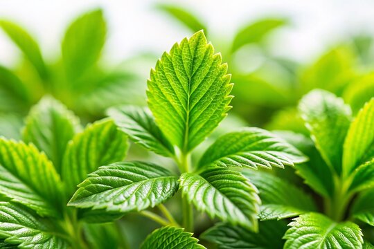 Fresh Petitgrain Leaves, Isolated, White Background, Tilt-Shift Macro Photography