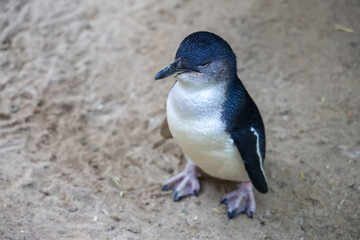 The Fairy penguin or blue penguin is so cute and local animal in phillip island,Australia