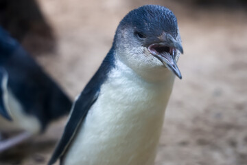 The Fairy penguin or blue penguin is so cute and local animal in phillip island,Australia