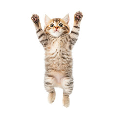Obraz premium Playful kitten jumping joyfully with paws outstretched, capturing pure feline energy.