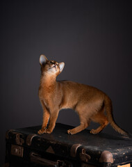 A stunning Abyssinian cat posed elegantly against a black background, showcasing its striking...