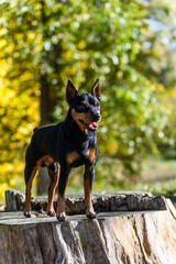 A black and tan miniature pinscher dog standing on a tree stump in a park.