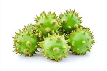 Green chestnuts, conker tree fruits isolated on white background