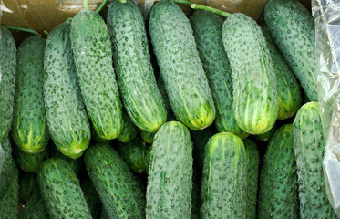 Box with green cucumbers, closeup, top view.  Pattern of juicy delicious cucumbers. Greenhouse cucumbers, short spring gherkins, vegetable harvest, place for text. Natural and dietary food.