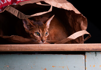 Young Abyssinian kitten sitting inside a paper bag, curious and cute. Studio shot with soft lighting, showing playful behavior, elegance, and charming feline expression.