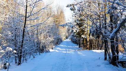 view of snowy road between snow-covered trees