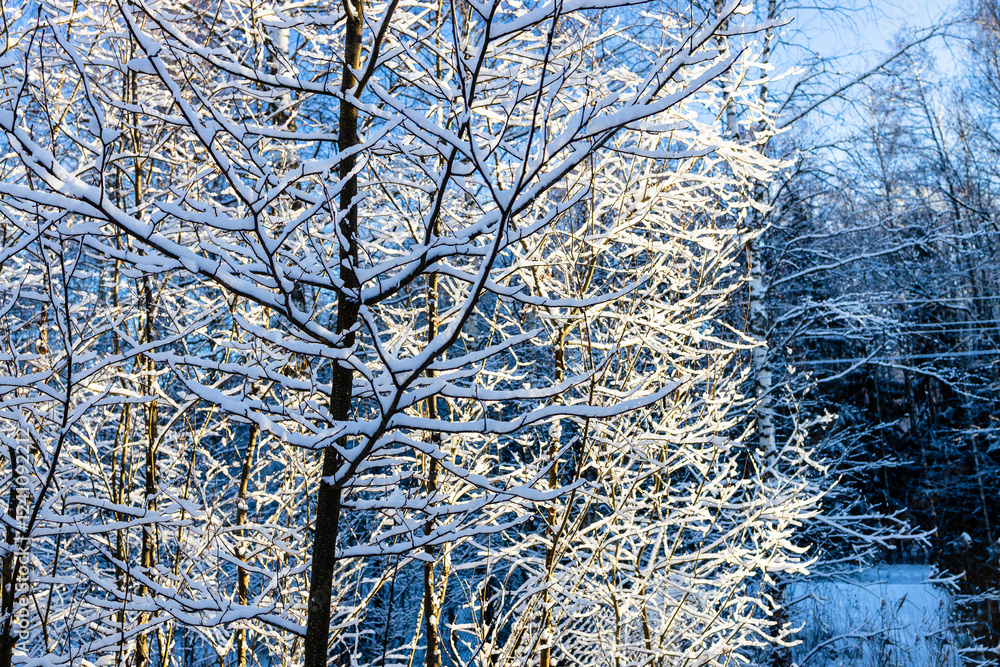 Wall mural tree covered with snow illuminated by setting sun