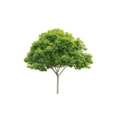 Fototapeta premium A lush green tree with a full canopy, symbolizing nature and growth.
