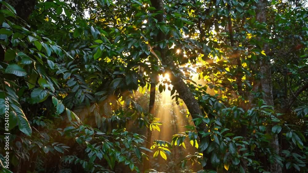 Poster sunlight filtering through leaves in lush green forest setting