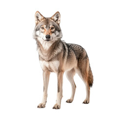 Obraz premium A majestic wolf standing proudly with a striking gaze, showcasing its natural beauty.