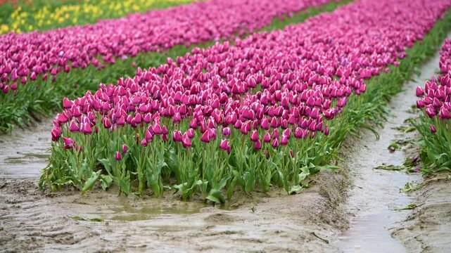 A field of pink tulips in the rain during a wet spring in The Netherlands.