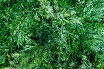 full box of young spring dill. aromatic herb or spice, vitamin for salads. freshly cut green dill at the market.