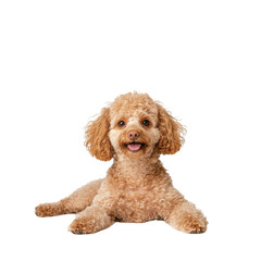 A playful brown poodle lying down with a cheerful expression.