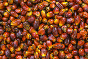 Palm fruit harvest in Dokoue, Benin