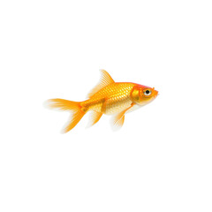 A vibrant goldfish swimming gracefully through clear water.