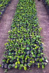 Tree nursery in Kpalime, Togo