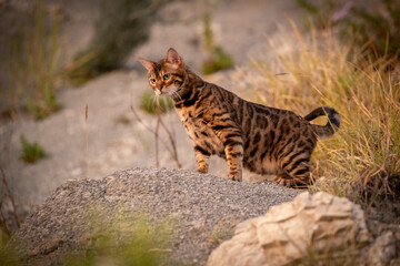A beautiful Bengal cat walks among the rocks and grass. Pet on a walk