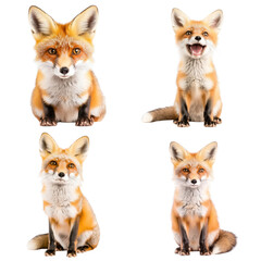 Obraz premium Fox isolated on a white background. Collection Png.