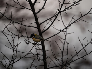 bird on a branch
