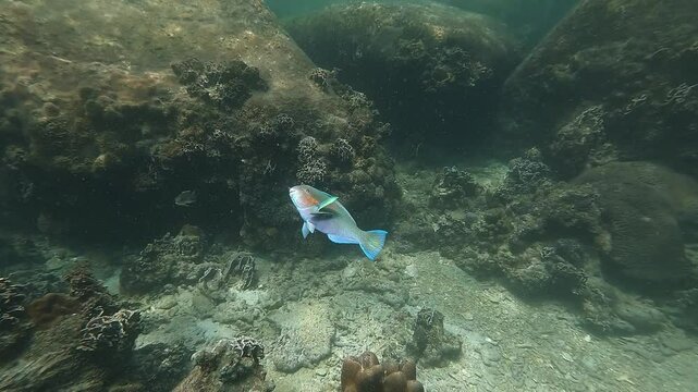 A parrotfish assumes a vertical position at a cleaning station in Koh Tao, Thailand, allowing cleaner wrasses to remove parasites. This behavior highlights marine mutualism and reef health maintenance