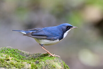 Obraz premium common migrant bird into Thailand during winter visiting, siberian blue robin, larvivora cyane