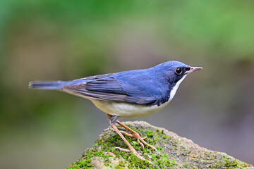 little bird nicely perching on mossy rock while foraging in evening, male of siberian blue robin
