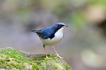 blue and white bird perching on mossy rock with lovely stances, male of siberian blue robin