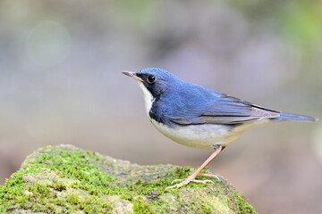 siberian blue robin, larvivora cyane, lovely pale tiny blue bird perching on greeny rock while foraging