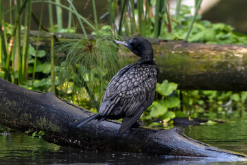 Little Black Cormorant at the tree log ,cleaning its feathers	