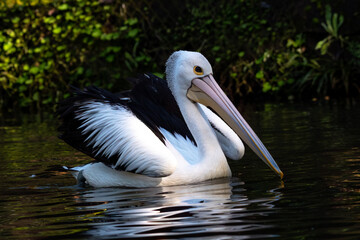 Pelicans swimming in the pond