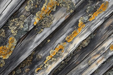 Obraz premium Grey weathered wooden planks with yellow and grey lichen growing on them.