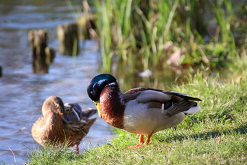 Ein Stockenten Männchen an einem Teich.