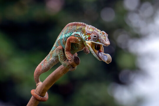Panther chameleon trying to catch prey