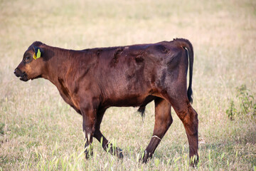Eine junge Kuh auf der Weide.