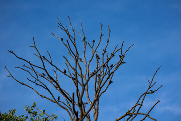 Obraz premium Stare, Starling auf einem Baum.