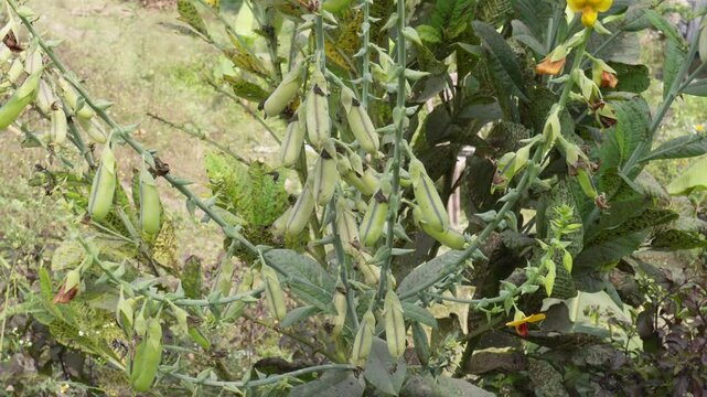 Crotalaria spectabilis, also known as showy rattlebox or showy rattlepod in close up