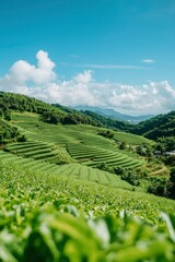 Lush Green Terraced Tea Plantation Under a Blue Sky