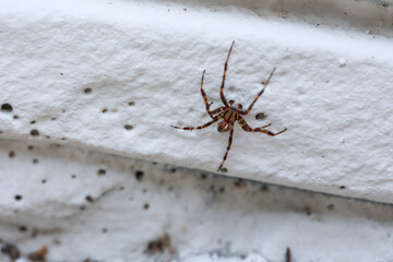 Eine Garten Kreuzspinne an einer Wand.