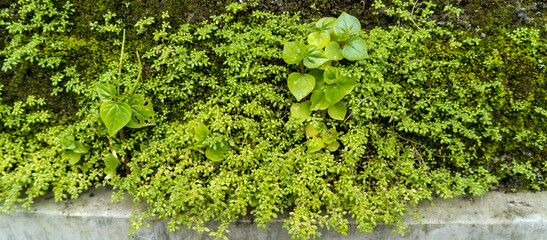 moss on the wall