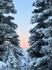 snow covered trees