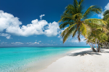 Fototapeta premium Sandy beach with coconut palm trees in the turquoise sea on Paradise island. Royalty high-quality free best stock of Panoramic beach landscape. Inspire tropical beach seascape horizon, Summer vacation